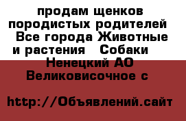 продам щенков породистых родителей - Все города Животные и растения » Собаки   . Ненецкий АО,Великовисочное с.